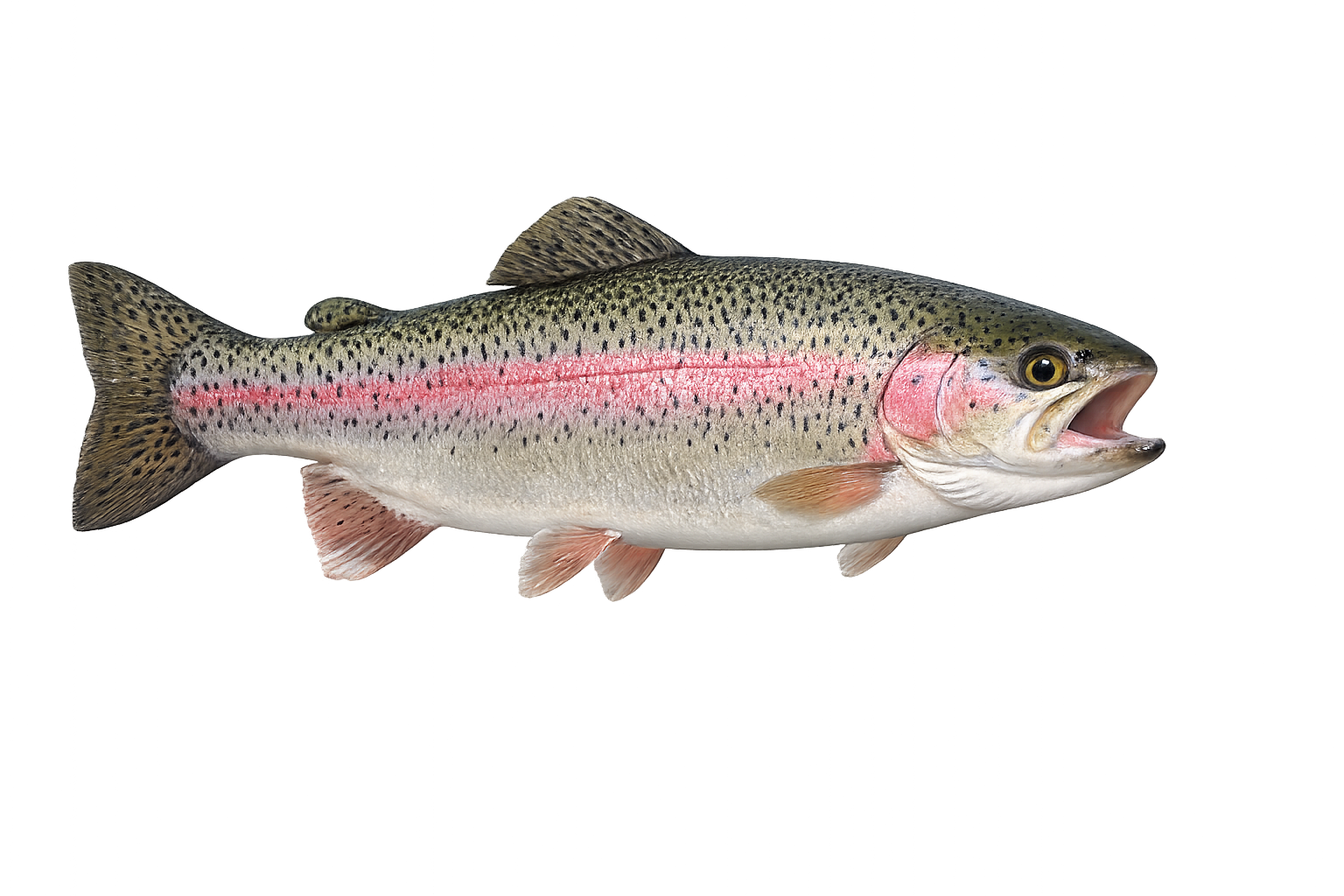 Rainbow Trout